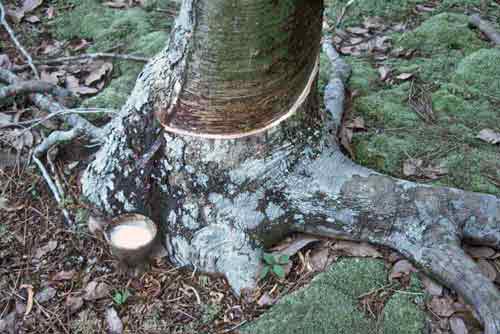 rubber tree-AsiaPhotoStock