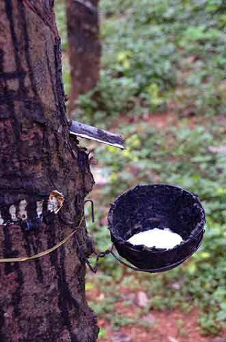 rubber kerala-AsiaPhotoStock