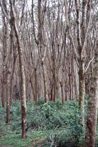 rubber plantation-AsiaPhotoStock