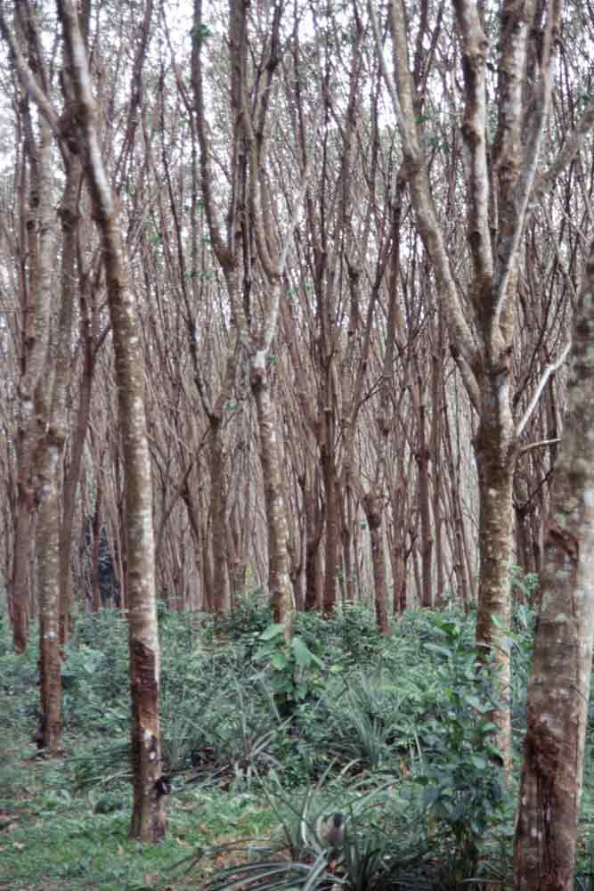rubber plantation-AsiaPhotoStock