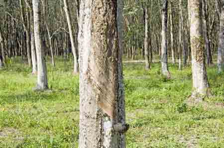 rubber trees phuket-AsiaPhotoStock