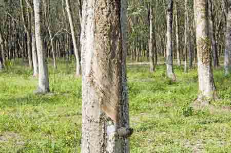 rubber trees phuket-AsiaPhotoStock