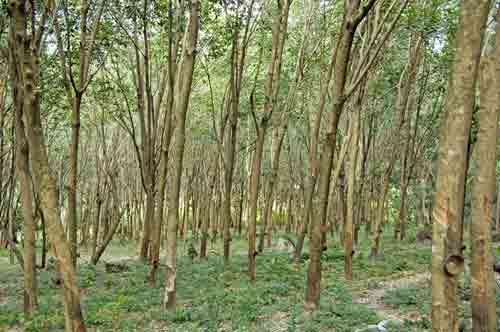 rubber tree forest-AsiaPhotoStock