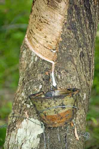rubber tapping-AsiaPhotoStock