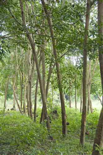 rubber tree plantation-AsiaPhotoStock