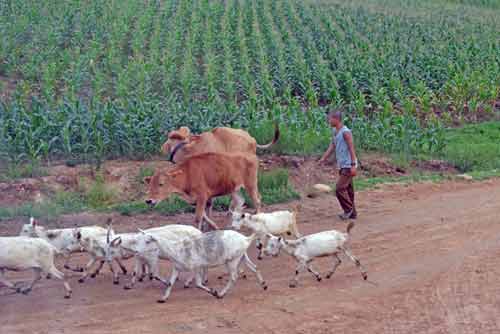 rural-AsiaPhotoStock