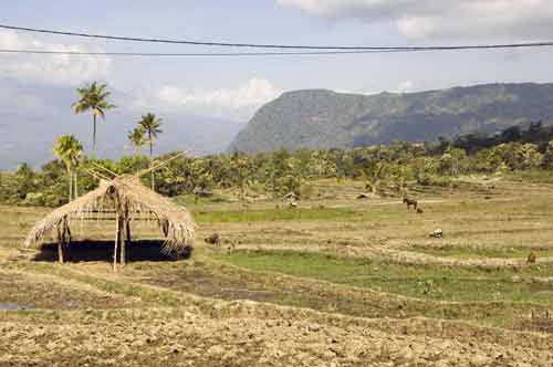 rural-AsiaPhotoStock