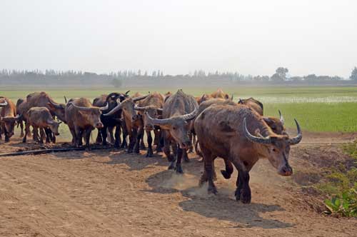 rushing buffalo-AsiaPhotoStock