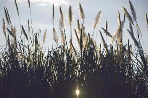 rushes-AsiaPhotoStock