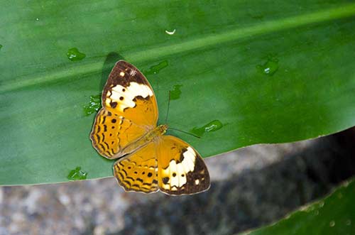 rustic butterfly-AsiaPhotoStock