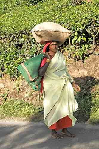 sack of tea leaves-AsiaPhotoStock