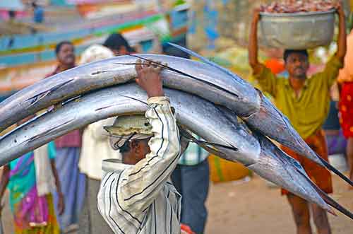 sail fish trivandrum-AsiaPhotoStock