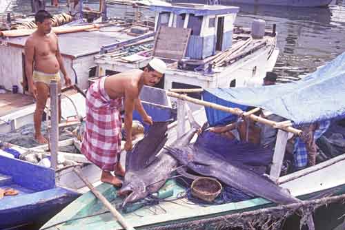 sail fish-AsiaPhotoStock