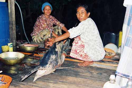 sail fish preparation-AsiaPhotoStock