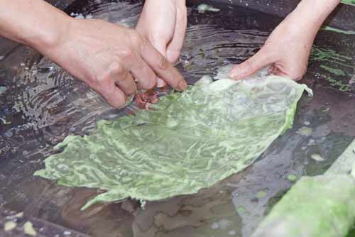 sample lettuce-AsiaPhotoStock