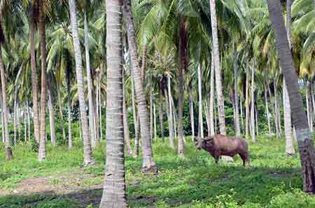 samui buffalo-AsiaPhotoStock