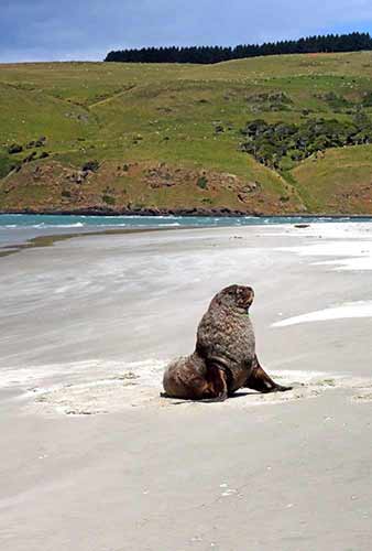 sea lion on beach-AsiaPhotoStock