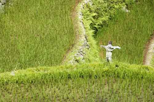 scare crow and rice-AsiaPhotoStock