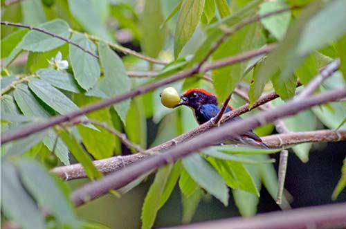 scarlet backed flowerpecker-AsiaPhotoStock