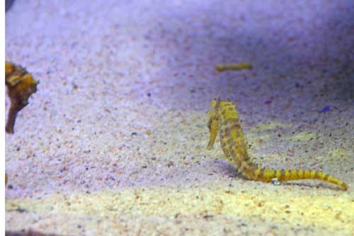 sea horse bangkok-asia photo stock