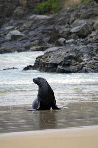 sea lion-AsiaPhotoStock