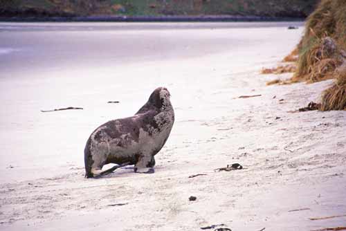 male sea lion walks-AsiaPhotoStock