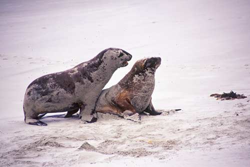 mating hooker sea lions-AsiaPhotoStock