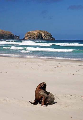 sea lion posing-AsiaPhotoStock