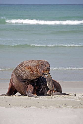 sea lion victory beach-AsiaPhotoStock