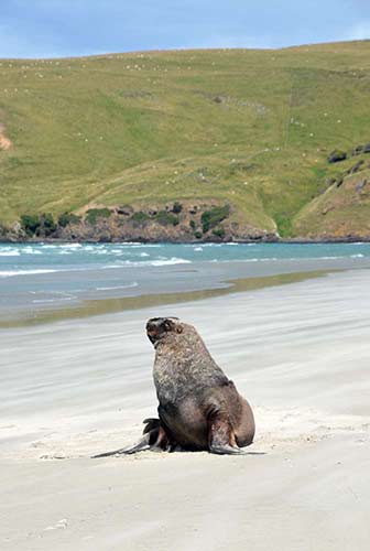 sea lions victory beach-AsiaPhotoStock