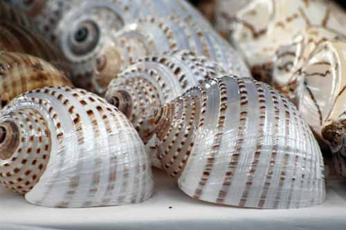 sea shells patong-AsiaPhotoStock