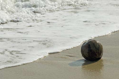 sea coconut-AsiaPhotoStock