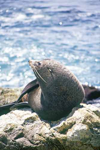 fur seal new zealand-AsiaPhotoStock