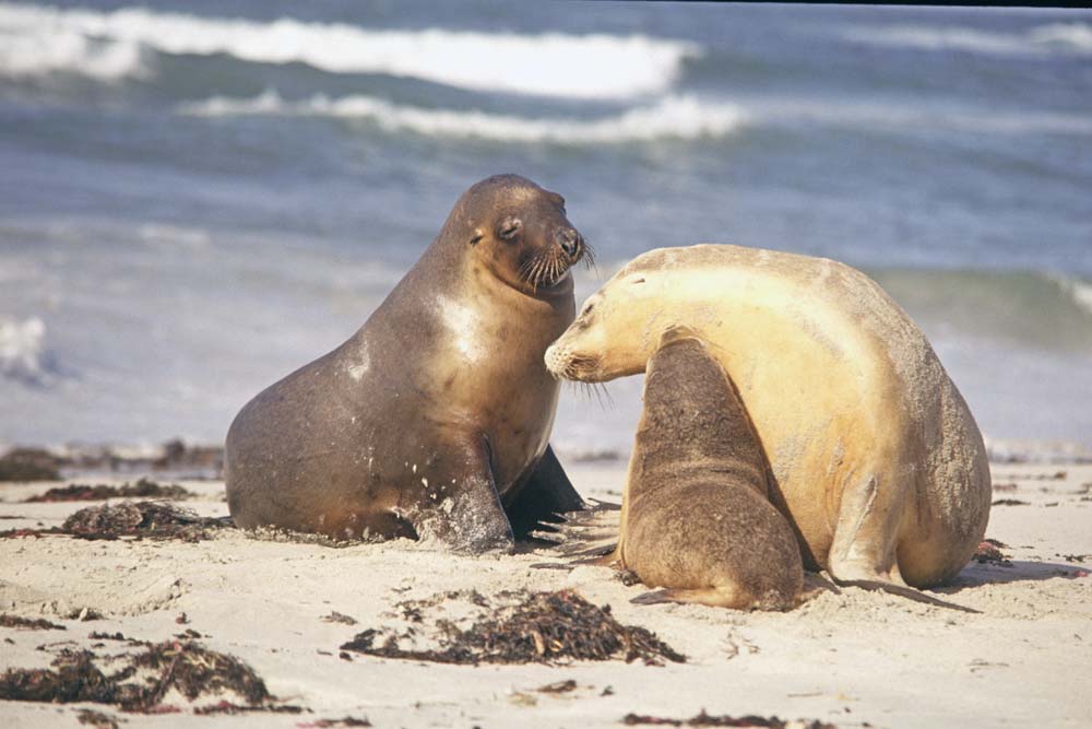 AsiaPhotoStock, seal family