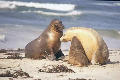 seal family-AsiaPhotoStock