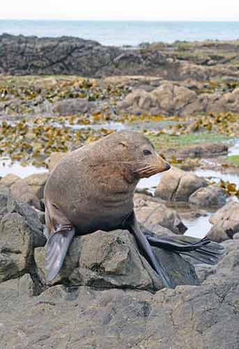 seal posing at moeraki-AsiaPhotoStock