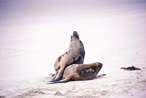 sealions-AsiaPhotoStock