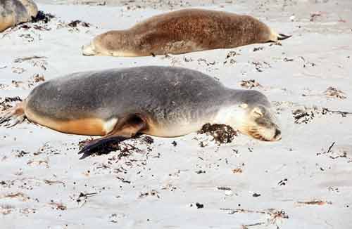 australia fur seal-AsiaPhotoStock