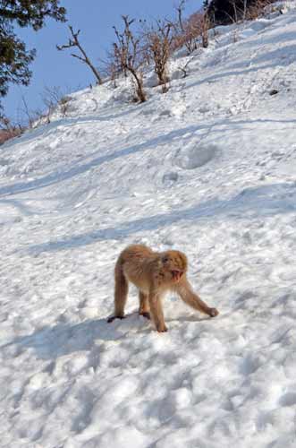 search in snow-AsiaPhotoStock