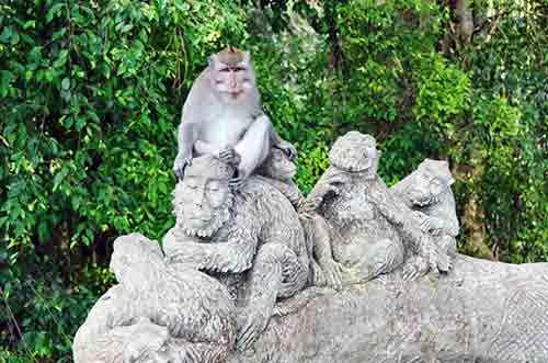 seat macaques-AsiaPhotoStock