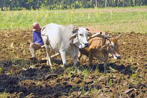 sitting ploughman-AsiaPhotoStock