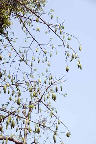 seed laden tree-AsiaPhotoStock