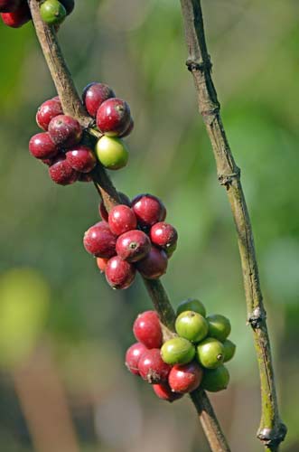 coffee seeds on tree-AsiaPhotoStock