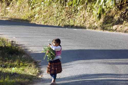 selecting flower-AsiaPhotoStock