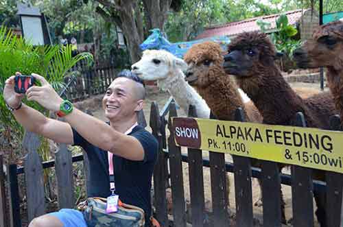 selfie alpaka-AsiaPhotoStock