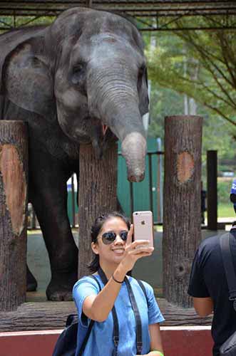 selfie with elephant-AsiaPhotoStock