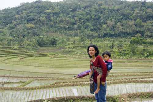 semarang fields-AsiaPhotoStock