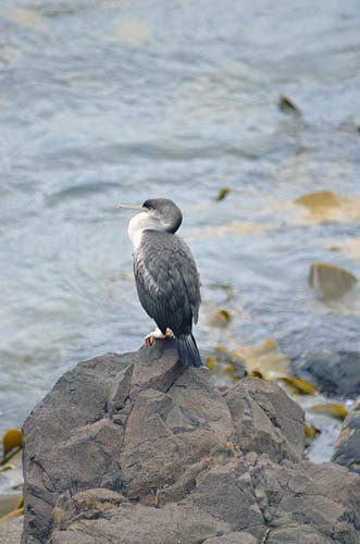 shag moeraki-AsiaPhotoStock