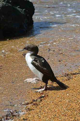 shag moeraki beach-AsiaPhotoStock