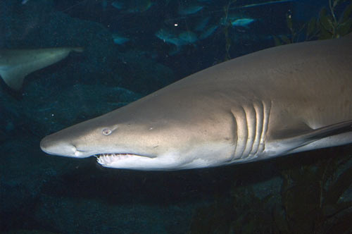 shark bangkok-AsiaPhotoStock